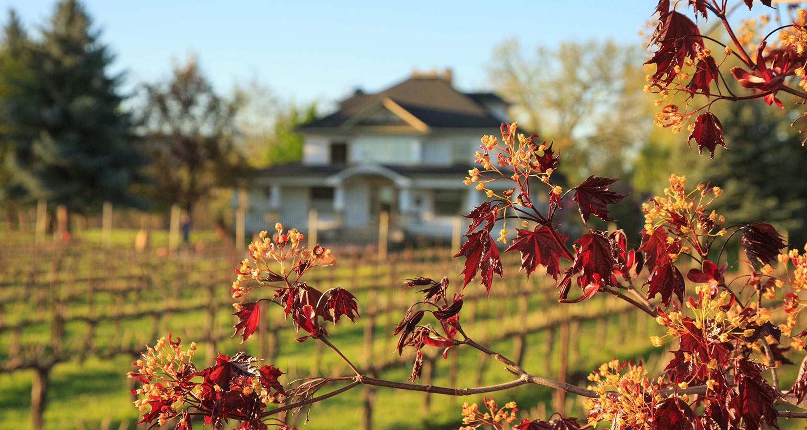 Grape vines in autumn