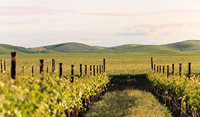 Vineyard and distant hills